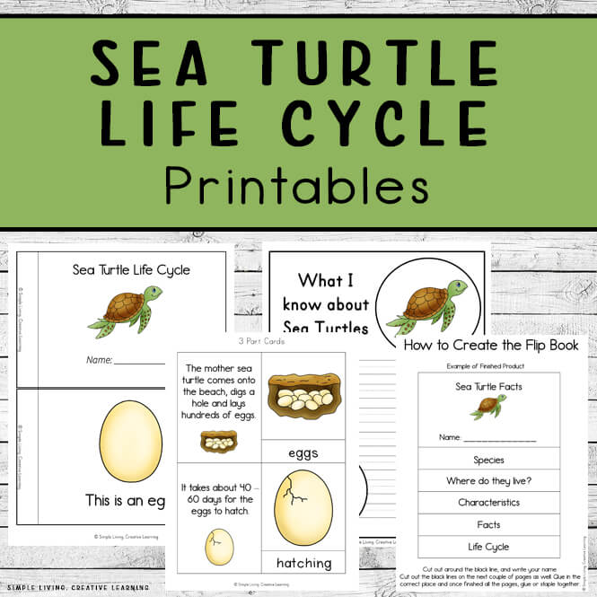 Sea turtle life cycle printables