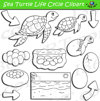 Sea turtle life cycle clipart bundle by i art
