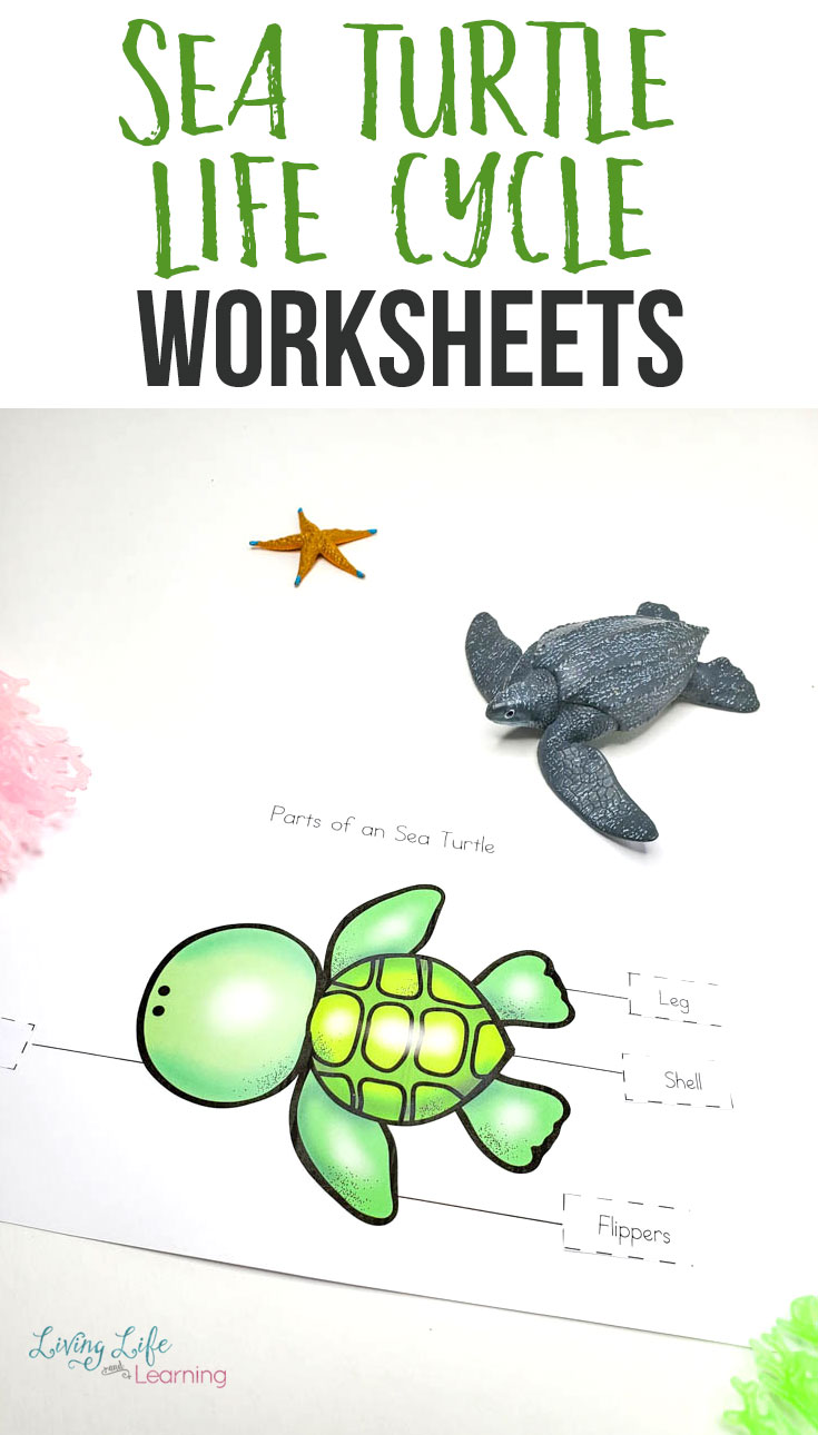 Sea turtle life cycle worksheets for kids