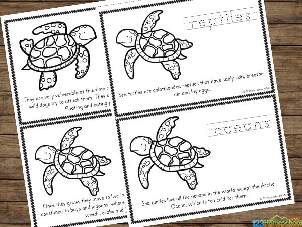 Ð free life cycle of a sea turtle for kids printable reader