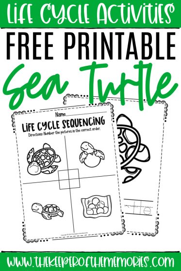 Free printable sea turtle life cycle worksheets