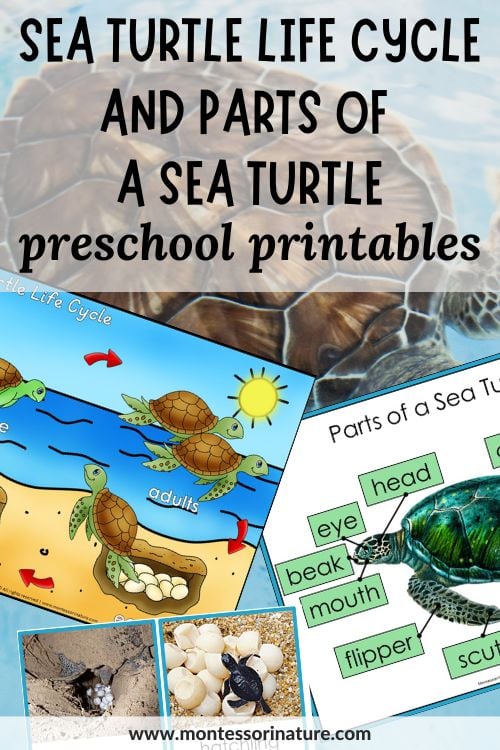 Sea turtle life cycle parts of a sea turtle learning activities printable
