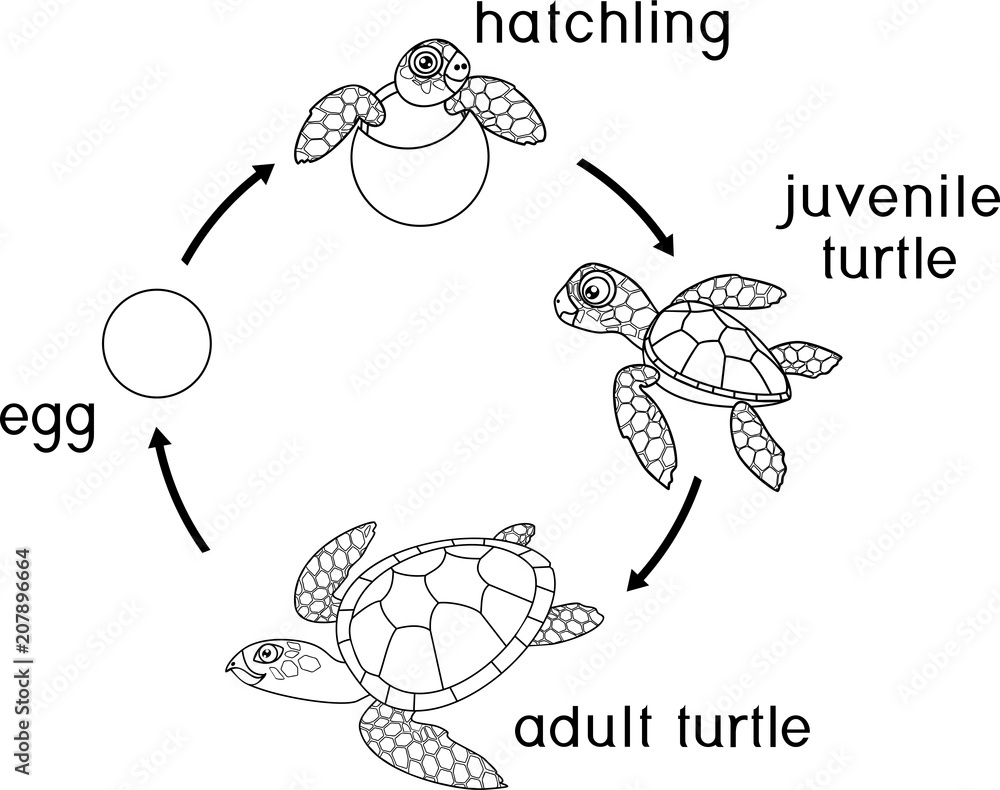 Coloring page life cycle of sea turtle vector