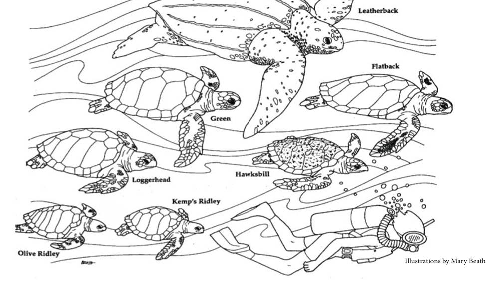 Sea turtle lesson plans national marine