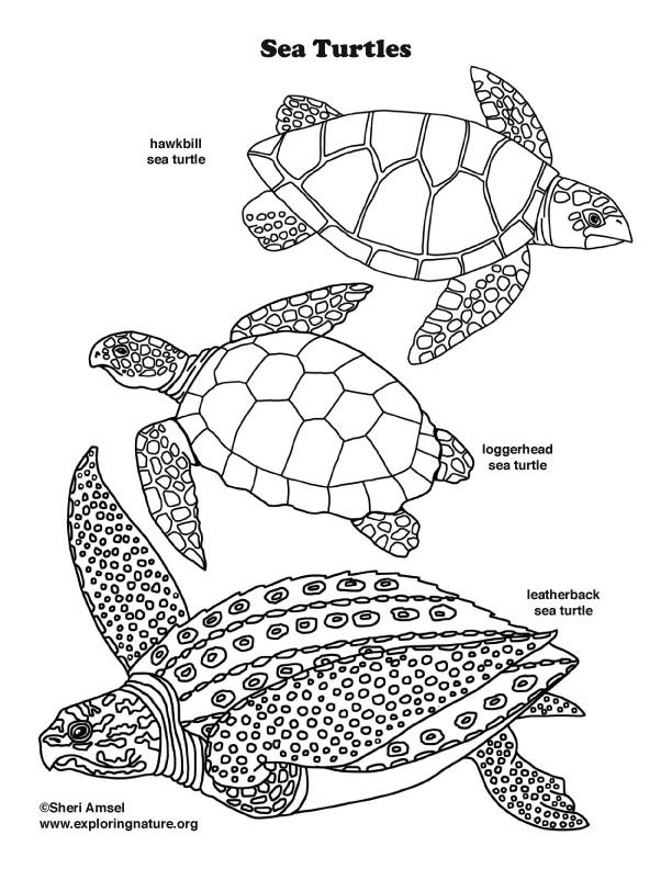 Sea turtles coloring page turtle coloring pages owl coloring pages coloring pages