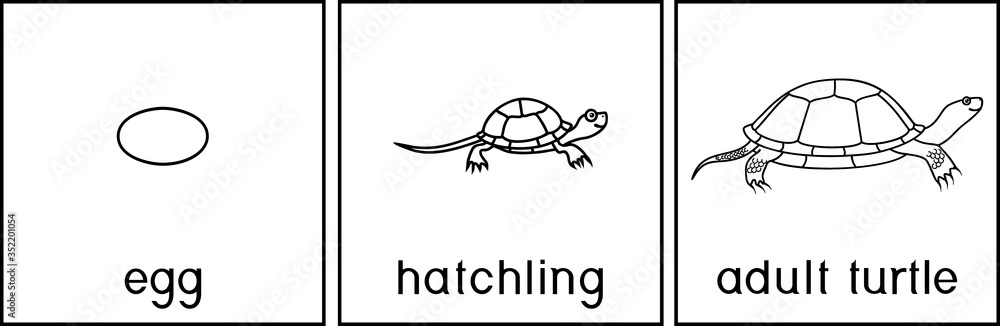 Coloring page with life cycle of european pond turtle emys orbicularis sequence of stages of development of turtle from egg to adult animal vector