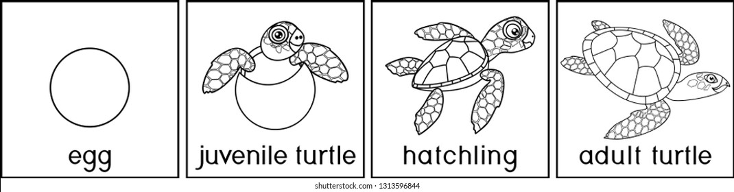 Coloring page life cycle sea turtle stock vector royalty free