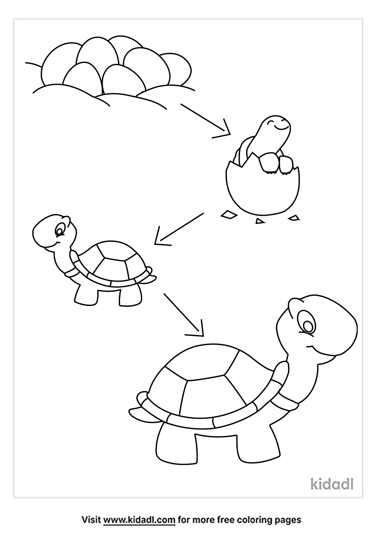 Free life cycle of a turtle coloring page coloring page printables
