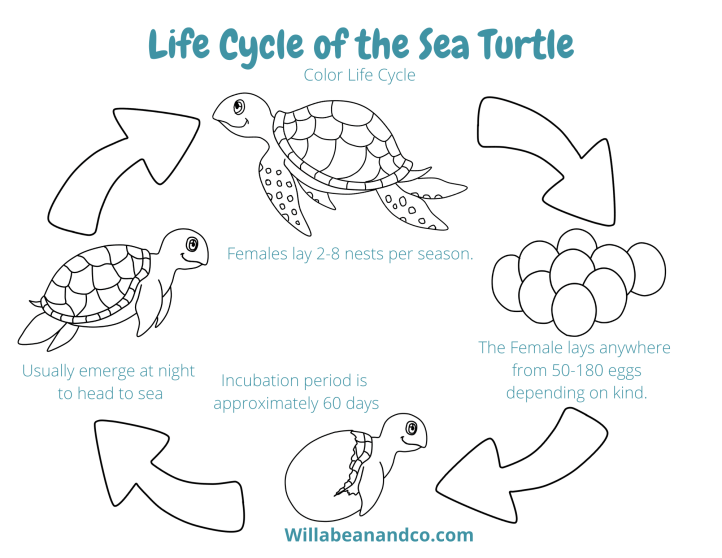 Sea turtles â willa bean co