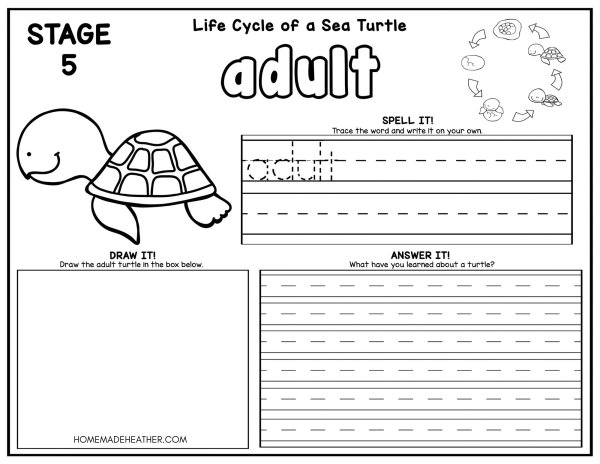 Turtle life cycle coloring pages homemade heather
