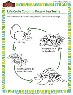 Life cycle coloring page
