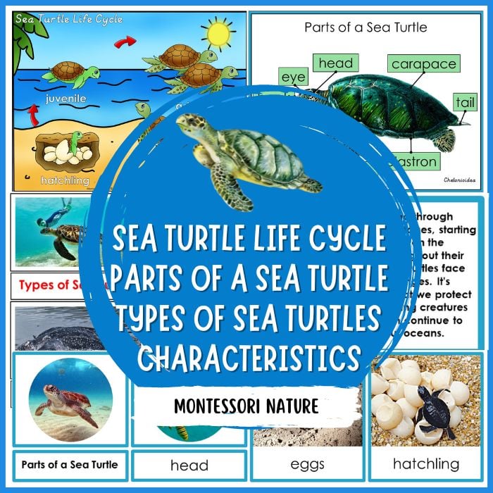 Parts of a sea turtle life cycle characteristics types of sea turtles