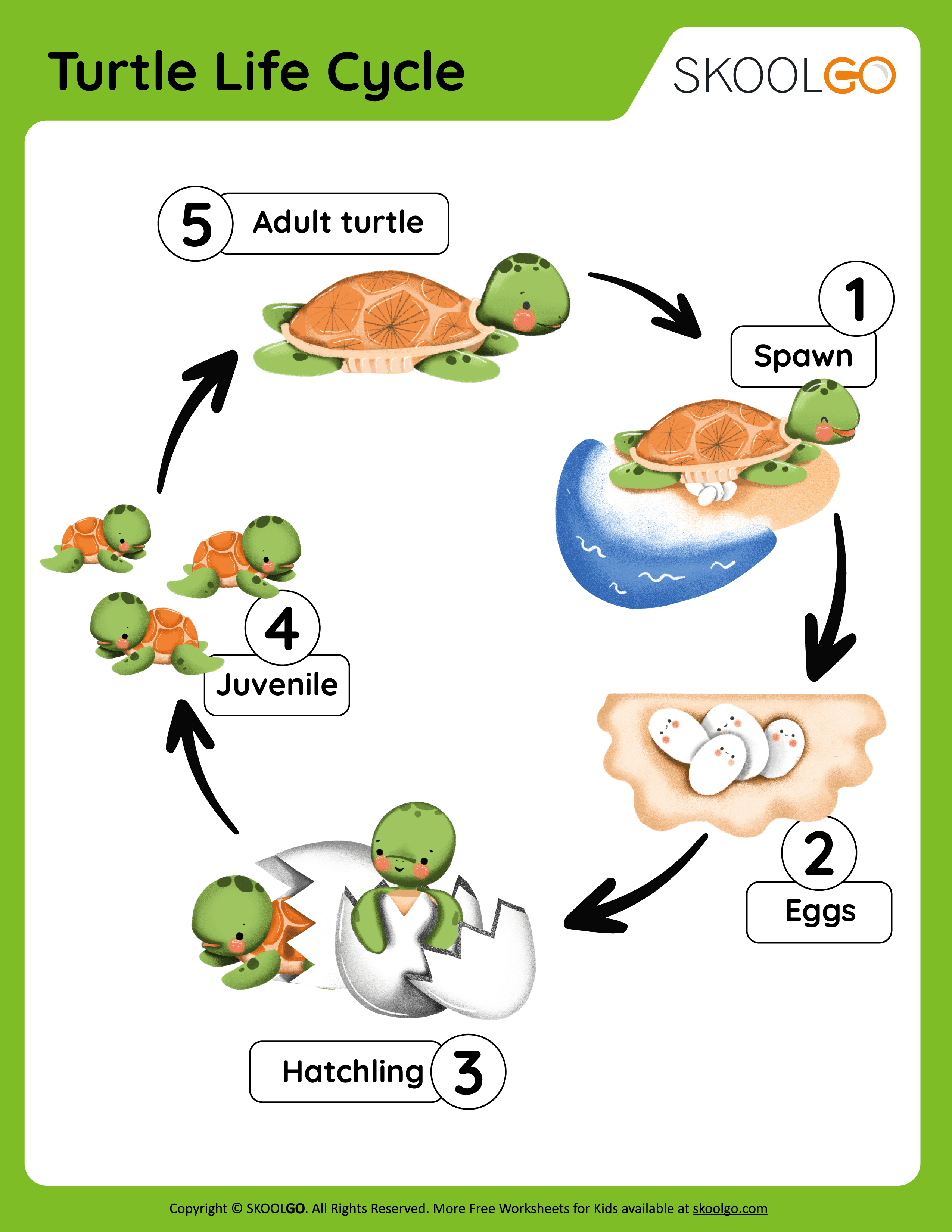 Turtle life cycle