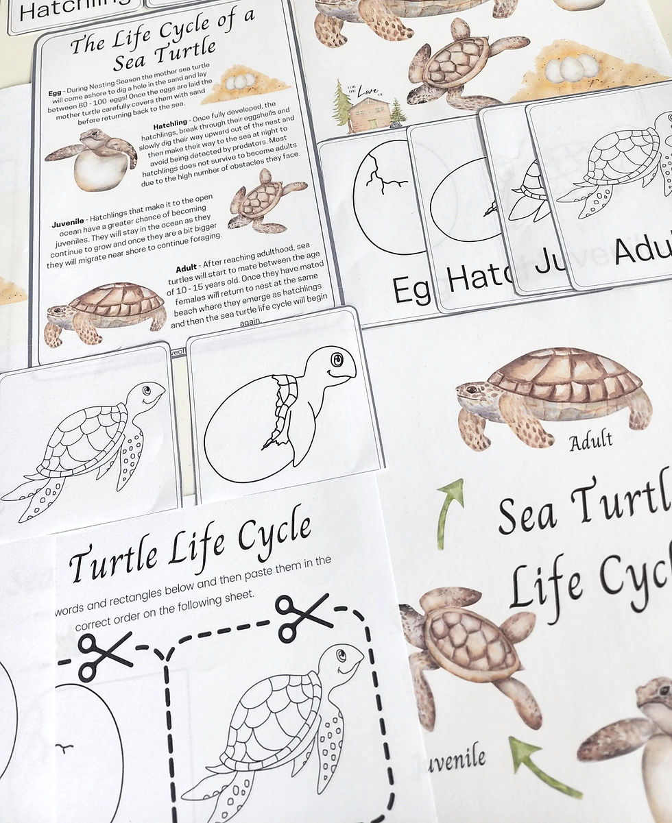 Sea turtle life cycle nature study ftl of homeschooling
