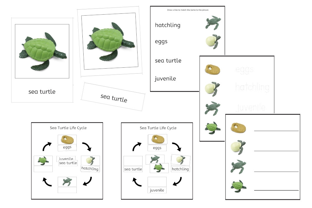 Sea turtle life cycle