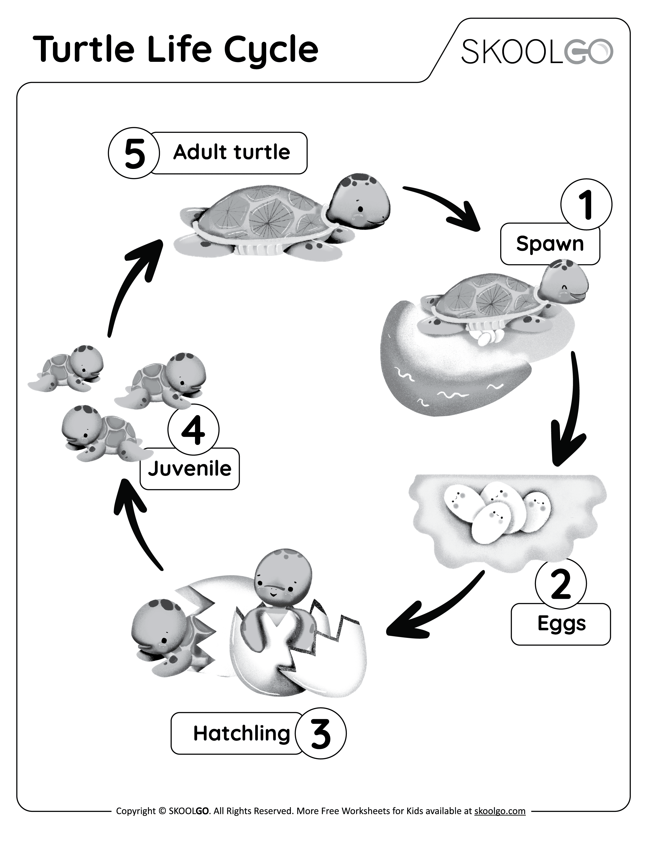 Turtle life cycle