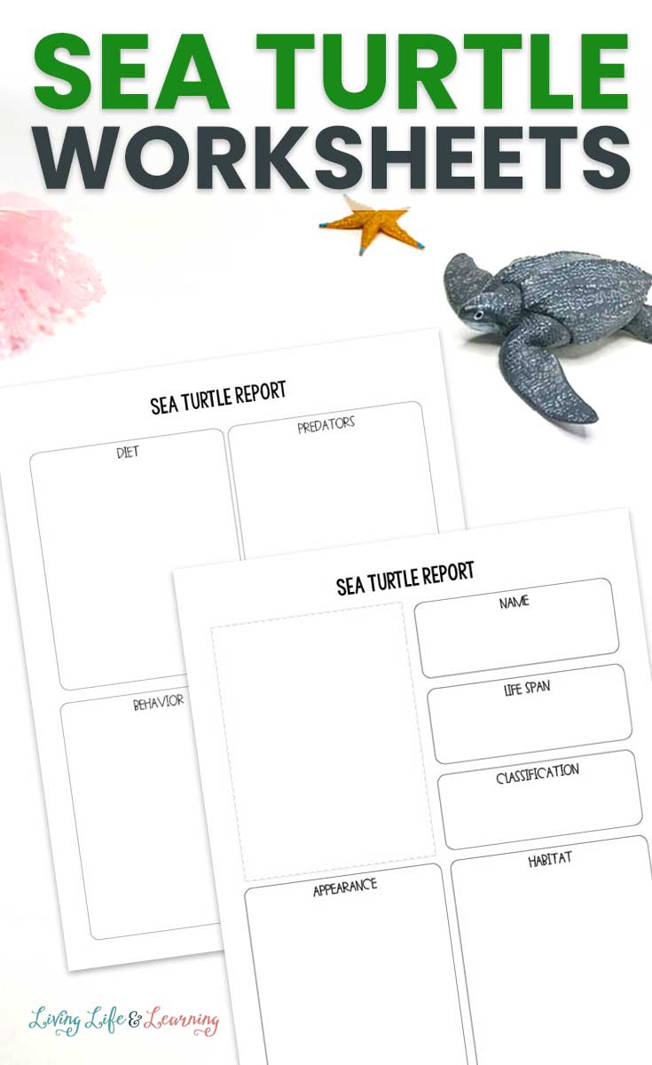 Sea turtle worksheets