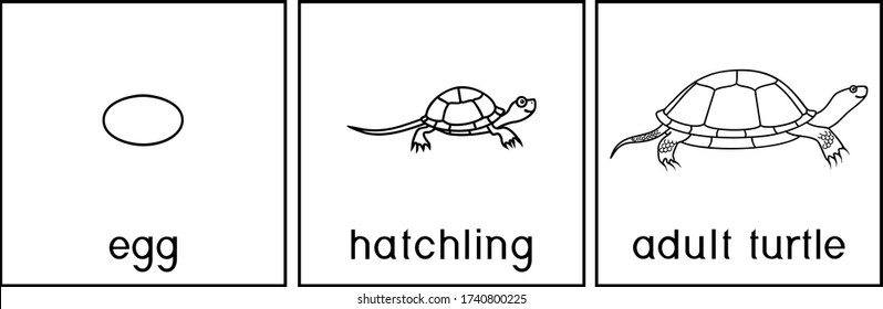 Turtle life cycle over royalty