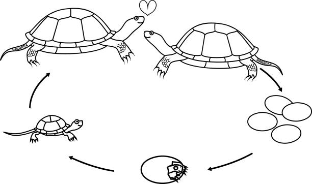Coloring page with life cycle of european pond turtle sequence of stages of development of turtle from egg to adult animal isolated on white background stock illustration