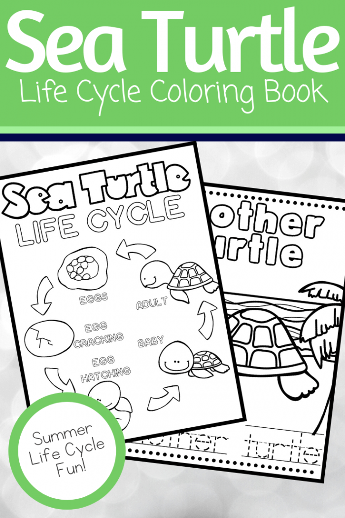 Color the life cycle turtle worksheets