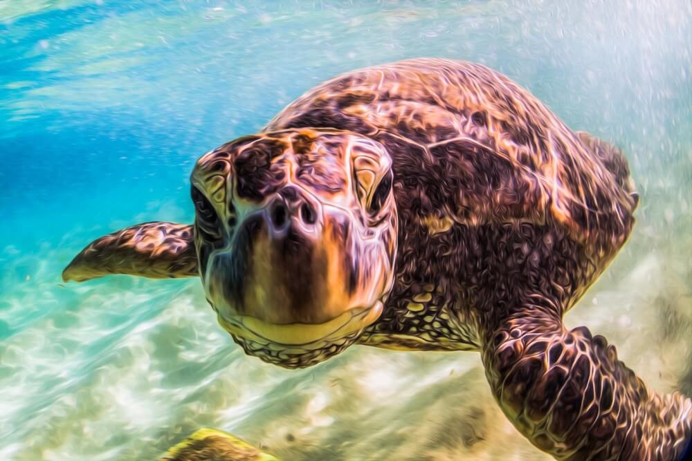 Sea turtle facts for kids free printable sea turtle life cycle lap book
