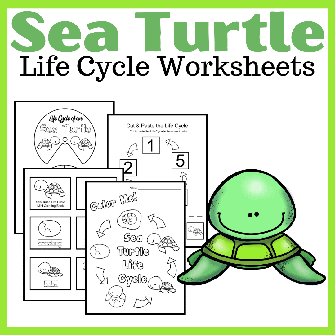 Sea turtle life cycle for kids