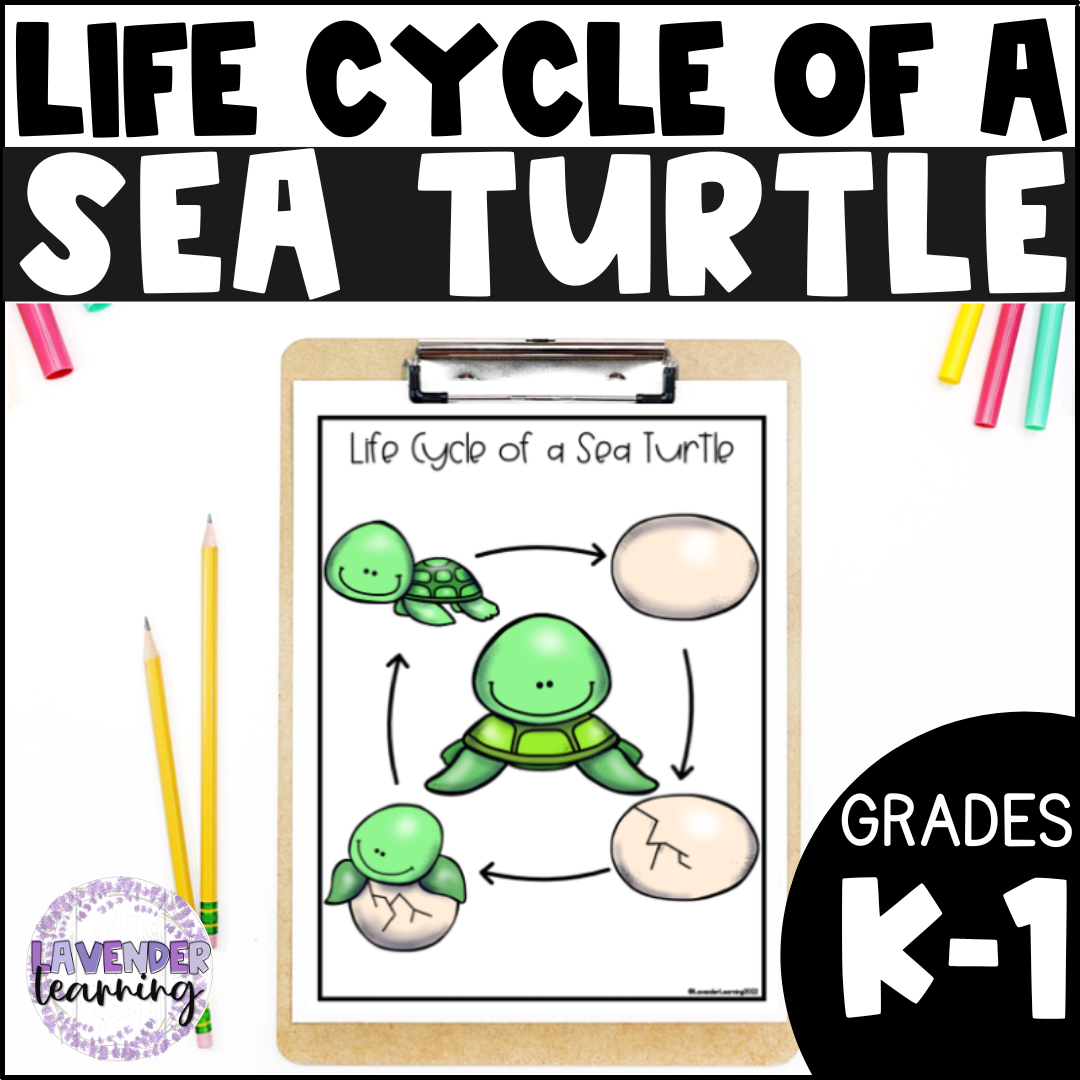 Life cycle of a sea turtle activities worksheets