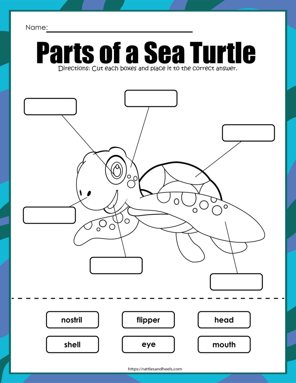 Sea turtles activity sheets