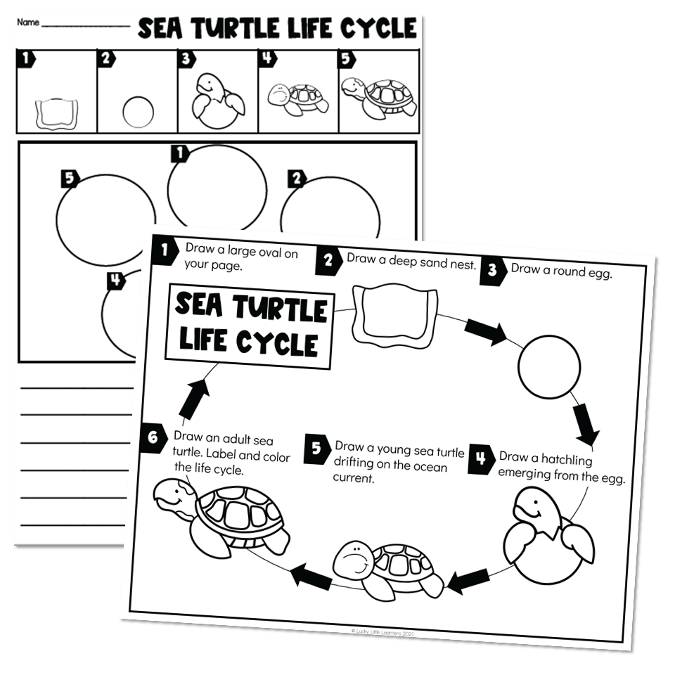 Life cycles