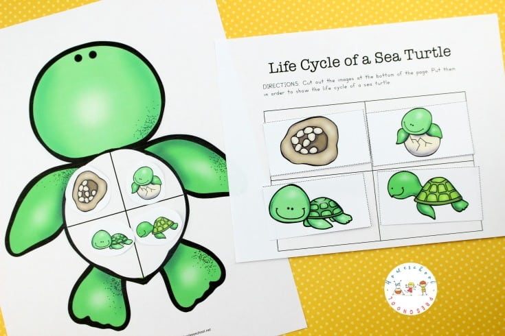 Preschool sea turtle life cycle printable unit study turtle life cycle sea turtle life cycle turtle life