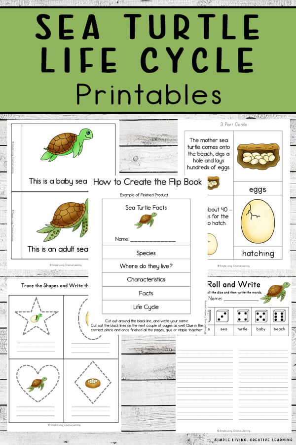 Sea turtle life cycle printables