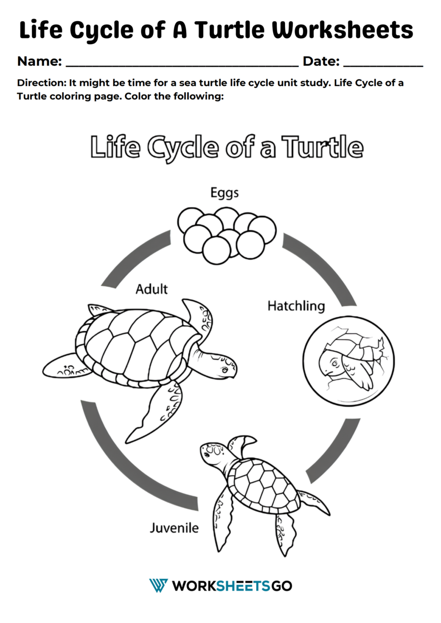 Life cycle of a turtle worksheets