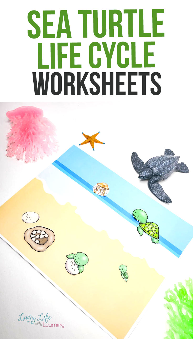 Sea turtle life cycle worksheets for kids