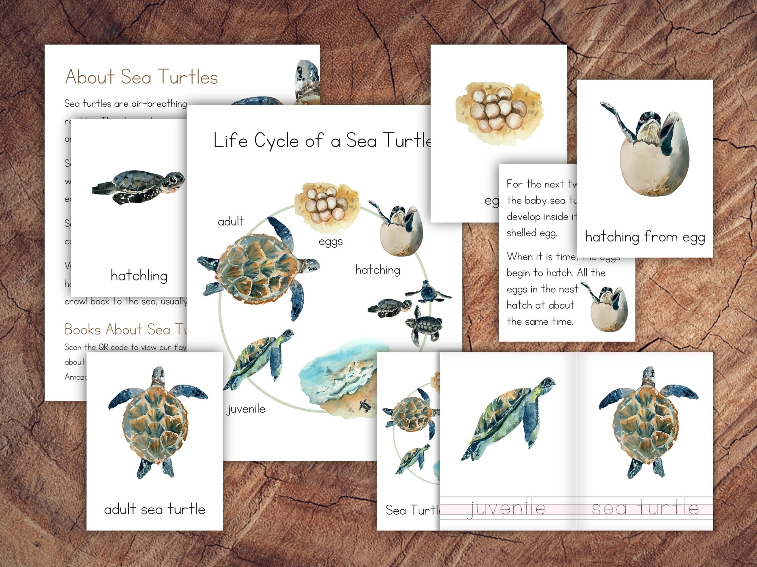 Life cycle of a sea turtle pack