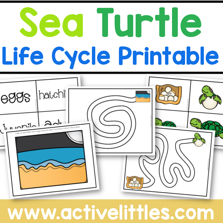 Sea turtle life cycle printable