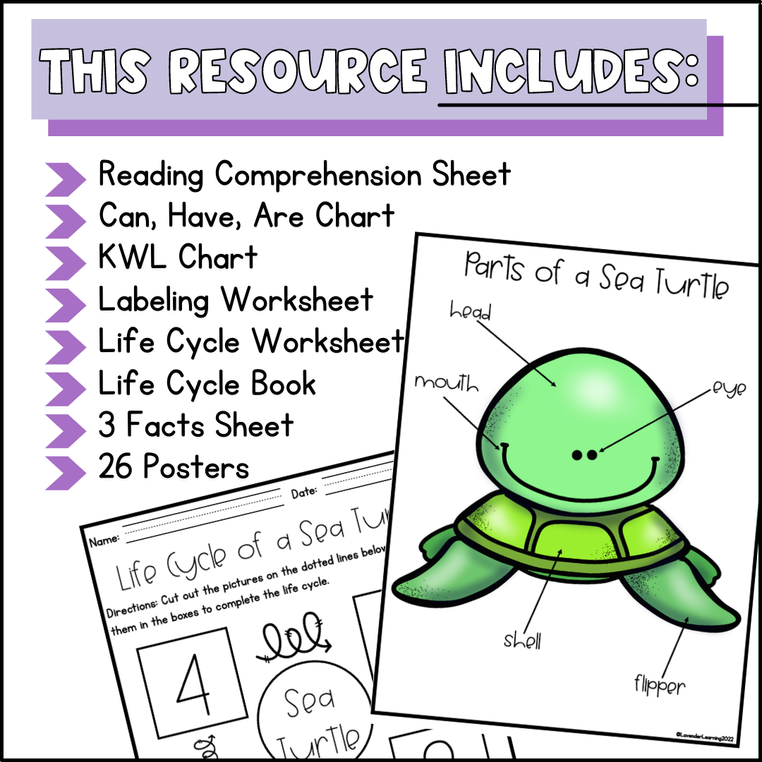Life cycle of a sea turtle activities worksheets