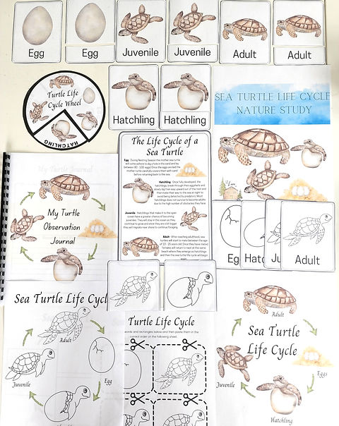 Sea turtle life cycle nature study ftl of homeschooling