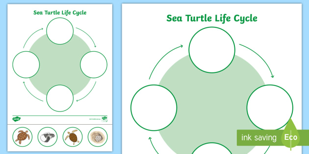 Sea turtle life cycle worksheet under the sea