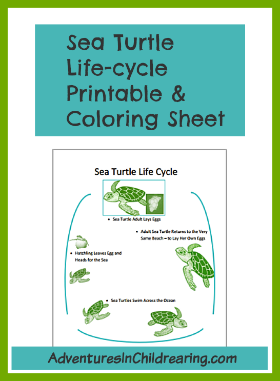 Life cycles printable free