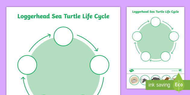 Loggerhead sea turtle life cycle worksheets teacher made
