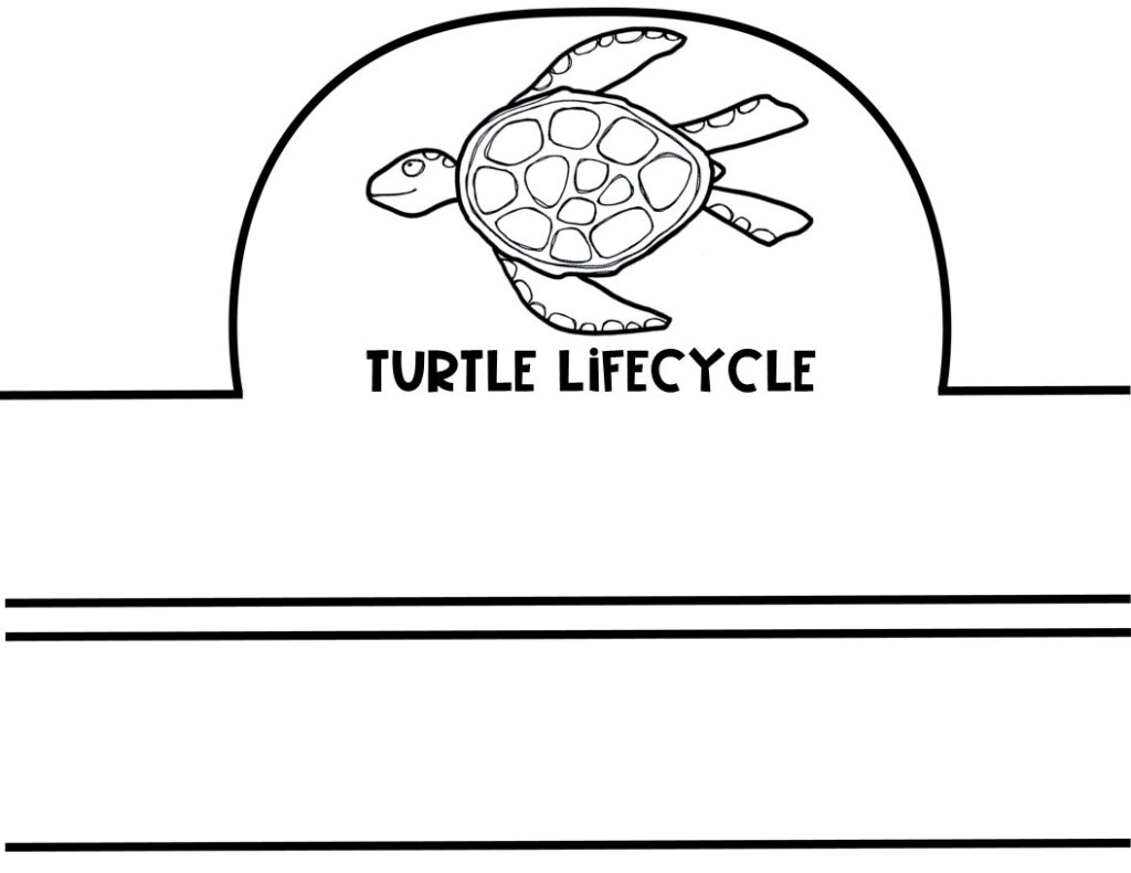 Lifecycle of a sea turtle mini unit