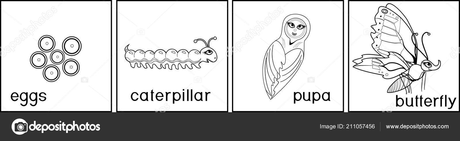 Coloring page life cycle butterfly stock vector by mariaflaya