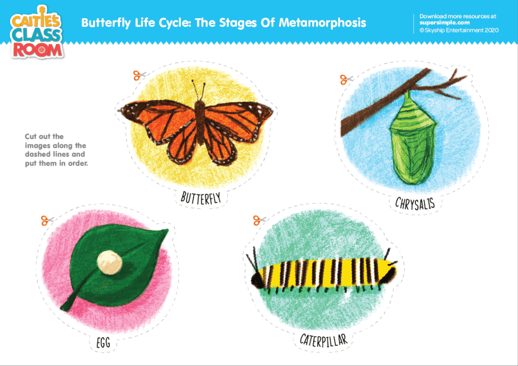 Butterfly life cycle the stages of metamorphosis