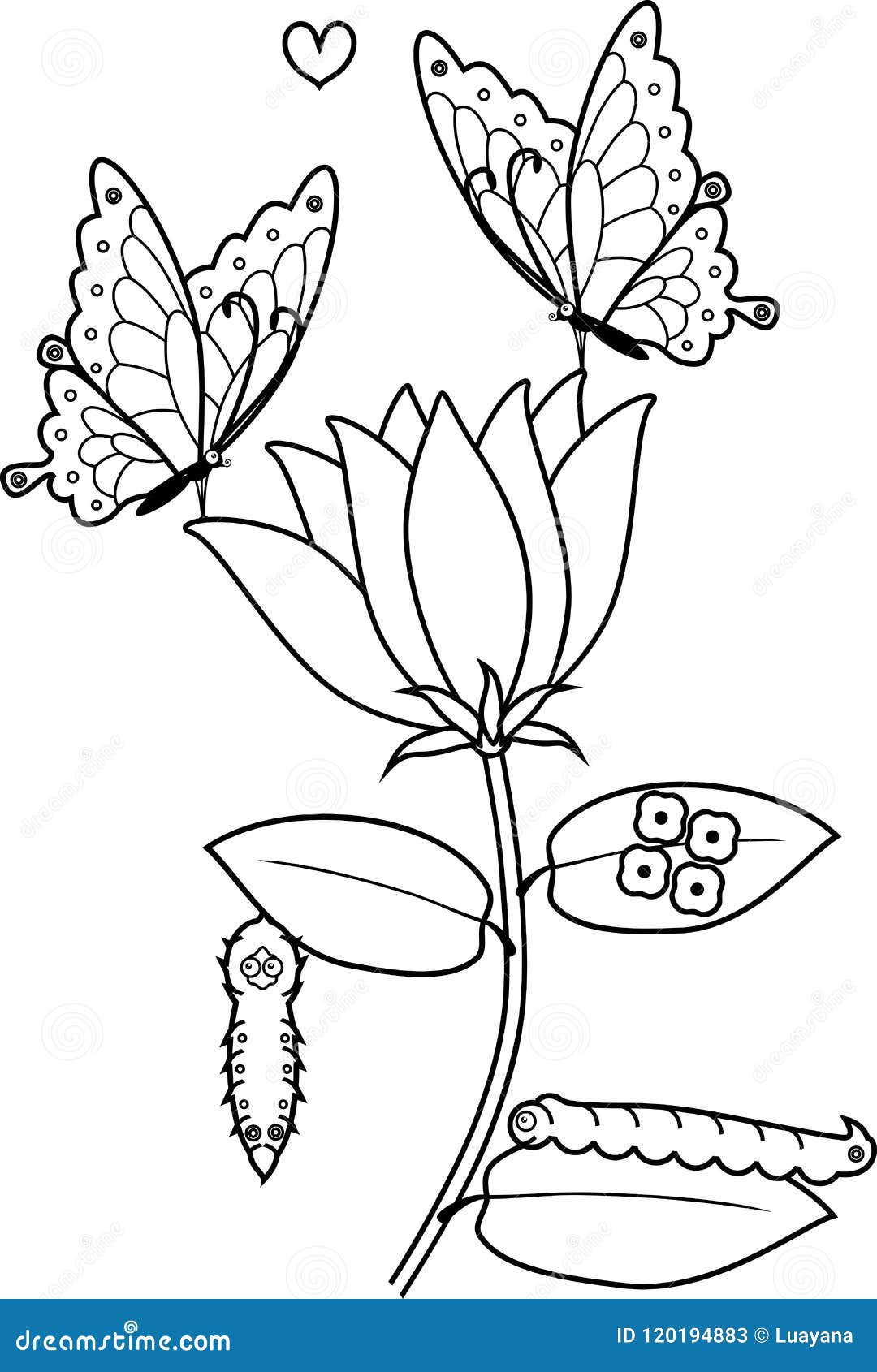 Coloring page life cycle of butterfly stock vector