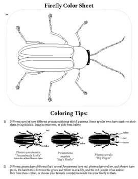 Firefly lightning bug coloring sheet printout by dracovisions tpt