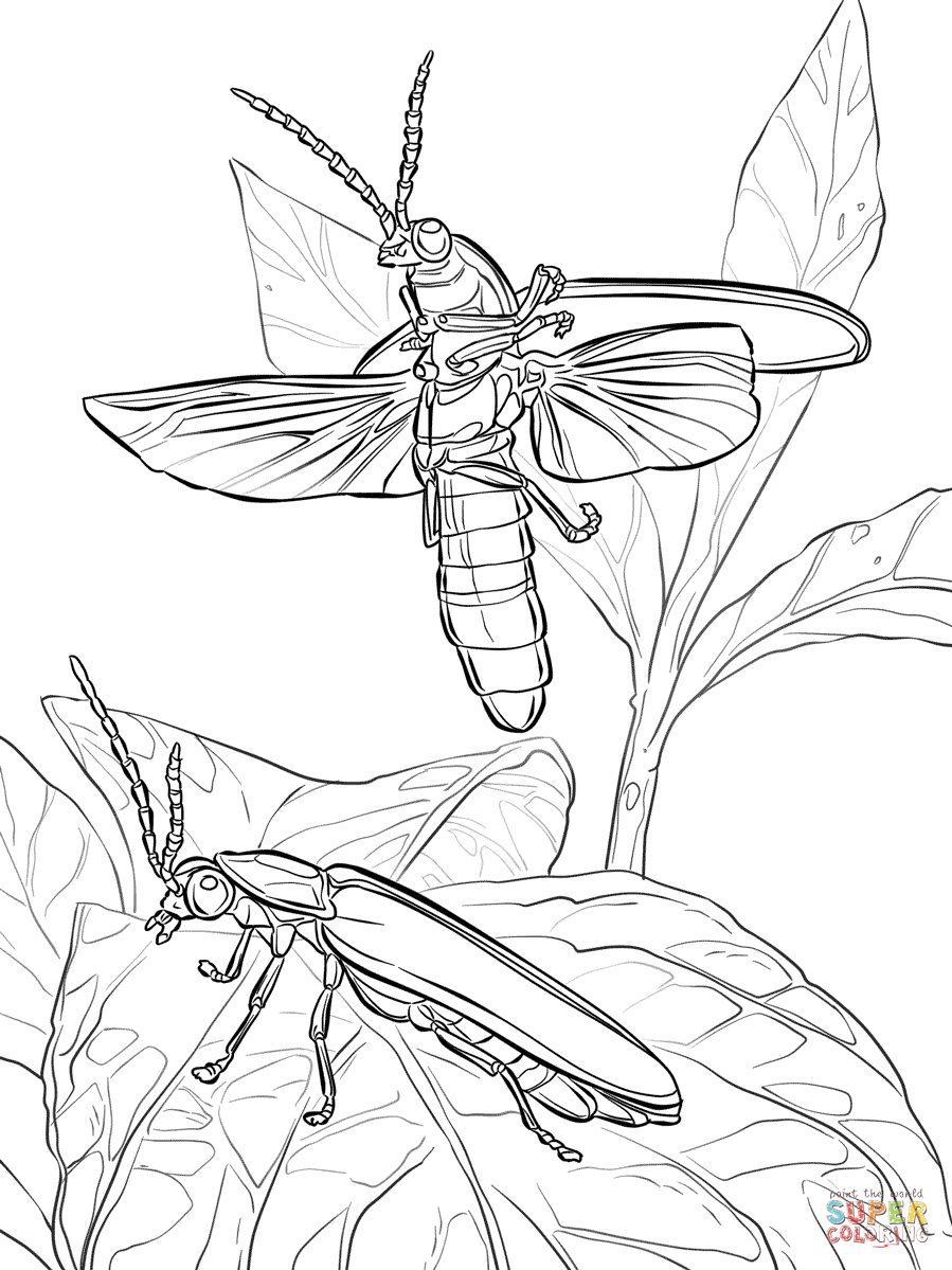 Mon eastern fireflies coloring page free printable coloring pages