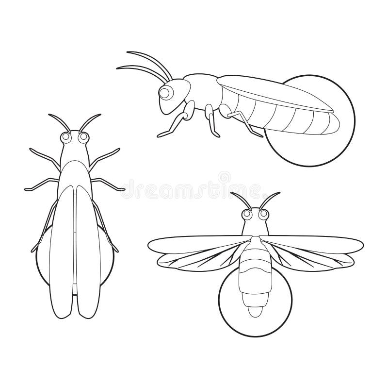 Insect set firefly cartoon vector coloring book stock vector