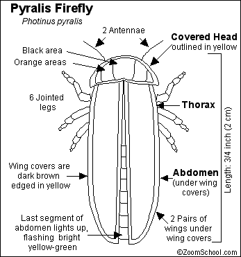 Firefly or lightning bug printout