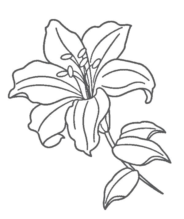 Lily flower coloring pages pdf to print