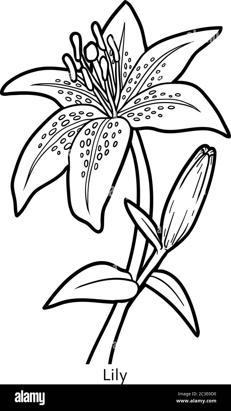 Coloring book for children flower lily stock vector image art